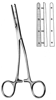 Mastin Muscular Fcps left 17cm